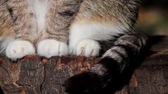 Παρέμβαση Ντογιάκου για την αθώωση του δράστη κακοποίησης γάτας στην Αιδηψό