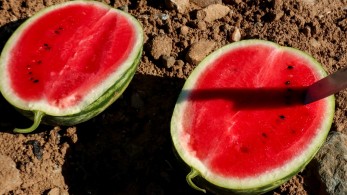 Με καρπούζια πανηγυρίζουν οι Ουκρανοί την επανάκτηση της Χερσώνας     