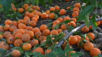 38 λεπτά θα πωλούνται τα μανταρίνια Θεσπρωτίας