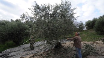 Ηράκλειο: Η «χρυσή» χρονιά της Κρήτης για το ελαιόλαδο- Πρόβλημα, η έλλειψη εργατών γης
