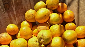 Θεσσαλία: Αυξάνονται σε 1.524 οι νέοι αγρότες – Έως 40.000 ευρώ ανά δικαιούχο