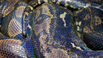 Αυστραλία: Πεντάχρονο αγοράκι επέζησε από επίθεση πύθωνα