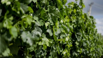 Μικραίνει  ο ελληνικός αμπελώνας – Μείωση 65.000 στρεμμάτων την τελευταία 10ετία