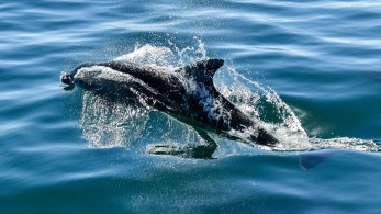 Θεοδωρικάκος: Ανέβασε στο Facebook  βίντεο με τη διάσωση δελφινιού στον Έβρο