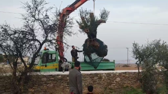 Τρεις υπεραιωνόβιες ελιές “υιοθέτησε” το Γυμνάσιο Σχοινούσας