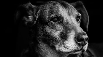 ΥΠΕΣ: Επιπλέον 8 εκατ. ευρώ στους δήμους για τα αδέσποτα ζώα συντροφιάς