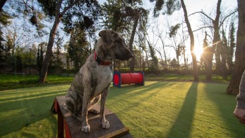 Δήμος Αθηναίων: Δύο νέα σύγχρονα πάρκα σκύλων στο Άλσος Χωροφυλακής και στον Λόφο Λαμπράκη (pics)