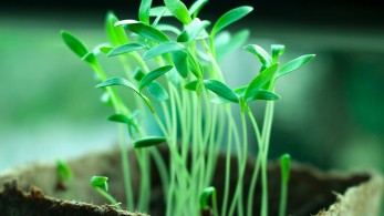 Όλοι μαζί μπορούμε: Δενδροφύτευση στην Πεντέλη την Κυριακή 5 Φεβρουαρίου