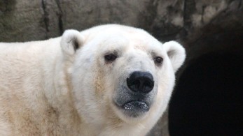 Πολική αρκούδα επιτέθηκε και σκότωσε μια γυναίκα και ένα αγόρι στην Αλάσκα