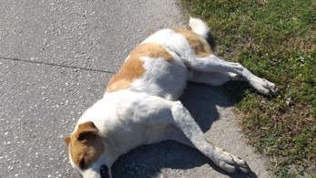 Αγιόκαμπος Λάρισας: Κτηνωδία δίχως τέλος – Συνεχίζουν να δολοφονούν σκυλιά με φόλες