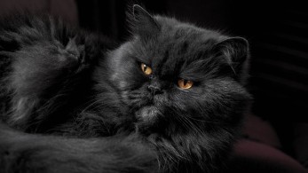 Μεταδίδουν τον κορωνοϊό οι γάτες: Τι δείχνει νέα μελέτη