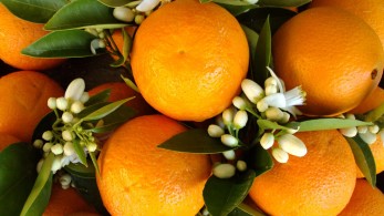 “Έκρηξη” εξαγωγών οπωροκηπευτικών εν μέσω κορωνοϊού