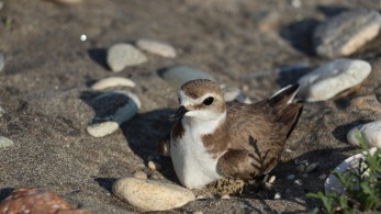 Στις παραλίες δεν είμαστε μόνοι – Πουλιά έχουν φτιάξει τις φωλιές τους