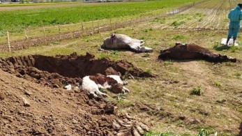 Δράμα: Ανησυχία στους ιδιοκτήτες αλόγων μετά και νέο περιστατικό δηλητηρίασης ζώου