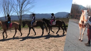 Η ιστορία της αμαζόνας που βρήκε τα άλογά της νεκρά