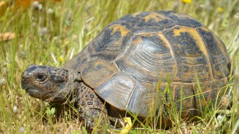 Ιταλία-Κορωνοϊός: Έφαγε πρόστιμο γιατί έβγαλε βόλτα τη… χελώνα της