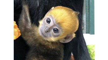 Γαλλία: Γεννητούρια ελπίδας σπάνιου πιθήκου σε ζωολογικό κήπο (pic & vid)