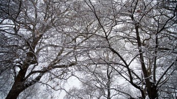 Νεκροί από χιονοστιβάδες σε Αυστρία και Ελβετία      