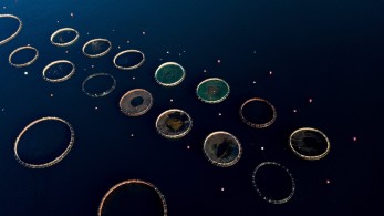 Στην αγορά της Αμερικής εστιάζει η ελληνική ιχθυοκαλλιέργεια