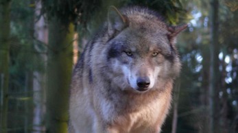 Ο λύκος “επέστρεψε” στην Πάρνηθα