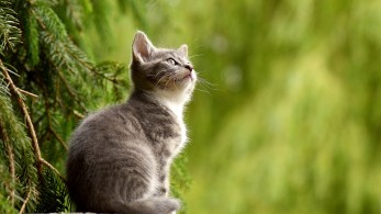 Θεσσαλονίκη: Κλώτσησε αδέσποτη γάτα στο κέντρο της πόλης