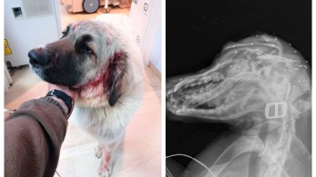 Κρήτη: Άντρας πυροβόλησε σκύλο μπροστά σε δύο μικρά παιδιά που έπαιζαν μαζί του