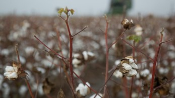 Ενίσχυση 150 εκατ. ευρώ σε 37.000 βαμβακοπαραγωγούς