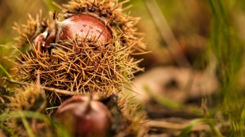 ΥΠΑΑΤ: Ενισχύσεις 150 ευρώ/στρέμμα στους καστανοπαραγωγούς για ζημιές
