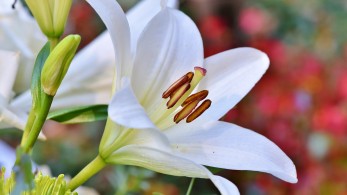 Ποια λουλούδια είναι οι “πρωταγωνιστές” του Πάσχα – Αυξημένες παραγγελίες για τους Επιταφίους