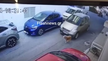 Εξοργιστικό περιστατικό στο Ηράκλειο: Οδηγός είδε τον σκύλο στον δρόμο και τον πάτησε με φόρα (ΒΙΝΤΕΟ)