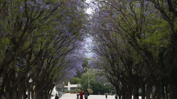 Δήμος Αθηναίων: 10 αλήθειες για τα διανθισμένα ψέματα σχετικά με τα δέντρα που θα φυτευτούν στην Αθήνα