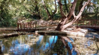 Μέτρα προστασίας για τη νόσο των πλατάνων από το ΥΠΑΑΤ