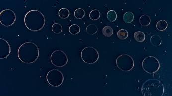 Δυσκολίες στον κλάδο της ιχθυοκαλλιέργειας