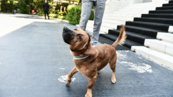 Μαζί με τον Μητσοτάκη επέστρεψε και ο... Peanut στο Μαξίμου