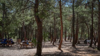 Συμφέροντα θέλουν να χτίσουν καμένο δάσος της Αργολίδας