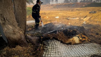 Φωτιές: 50.000 ελαιόδεντρα και 2.500 ζώα «χάθηκαν» στη Ρόδο