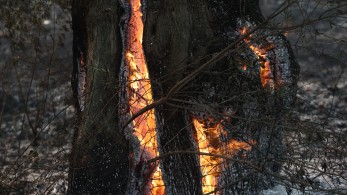 Φωτιές: 110.000 τετρ. χιλιόμετρα καλύπτει ο καπνός (φωτό)