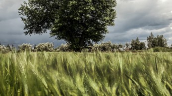 Ρωσία: τα παιχνίδια της με τα σιτηρά βάζουν φωτιά στις τιμές