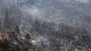 Προς ένα άλλο μοντέλο διαχείρισης των δασών - Ανακοινώσεις από τον πρωθυπουργό αύριο στη Βουλή