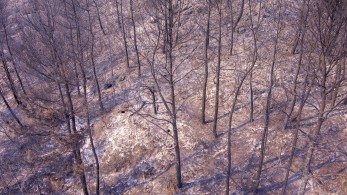 Φωτιές σε Έβρο και Πάρνηθα: η νεότερη χαρτογράφηση των καμένων εκτάσεων (φωτό)