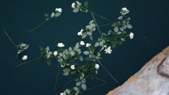 H αφωνία του εκτελεστικού προέδρου της Attica Group και τα κουκιά του ΠΑΣΟΚ