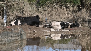 Ειρήνη Αγαπηδάκη: οι τρεις προτεραιότητες για τη δημόσια υγεία στη Θεσσαλία