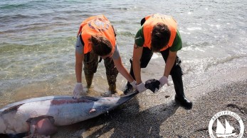 Έκοψαν με μαχαίρι τα πτερύγια δελφινιών και τα άφησαν να πνιγούν!