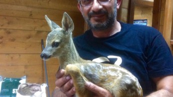 Ο διασώστης των ζώων και των πουλιών