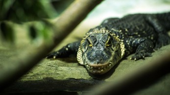 Πέθανε σε ηλικία 84 ετών ο Σάτουρν, ο αλιγάτορας-θρύλος του ζωολογικού κήπου της Μόσχας