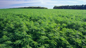 Η βιομηχανική κάνναβη και οι… αριστερο-(α)δεξιές επιθέσεις κατά Βορίδη!