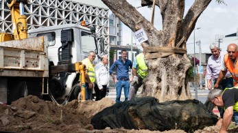 Αιωνόβιες ελιές στην Ιερά οδό από τον Δήμο Αθηναίων