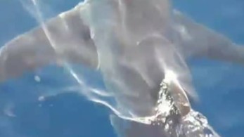 Καρχαρίας κάνει βόλτα στον κόλπο του Λαγανά