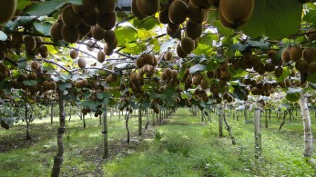 Καθορίστηκαν οι λεπτομέρειες για την εξαγωγή ακτινιδίων στην Ταϊλάνδη