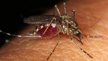 Εμβόλιο από σάλιο κουνουπιού μπορεί να βάλει φρένο στις επόμενες πανδημίες